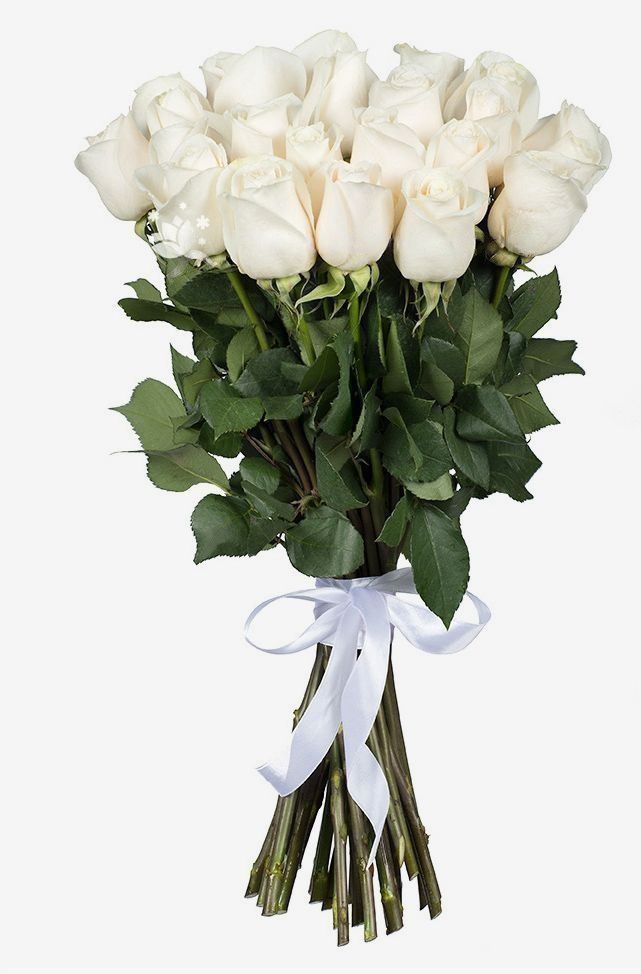 25 Witte Rozen