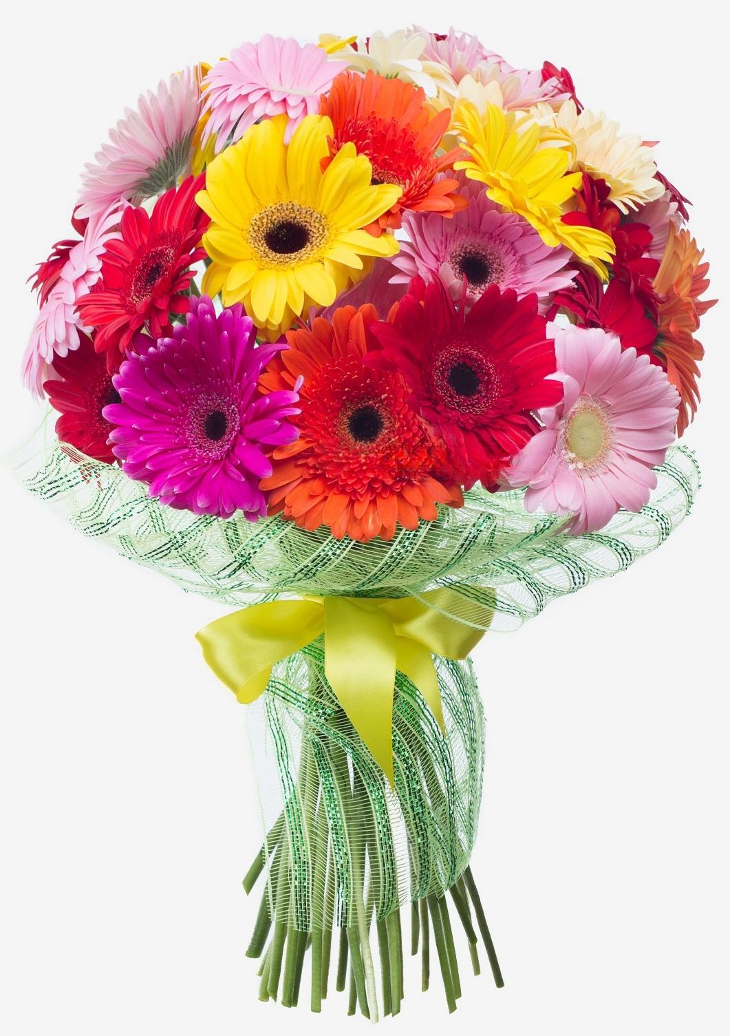31 Gerbera&#039;s