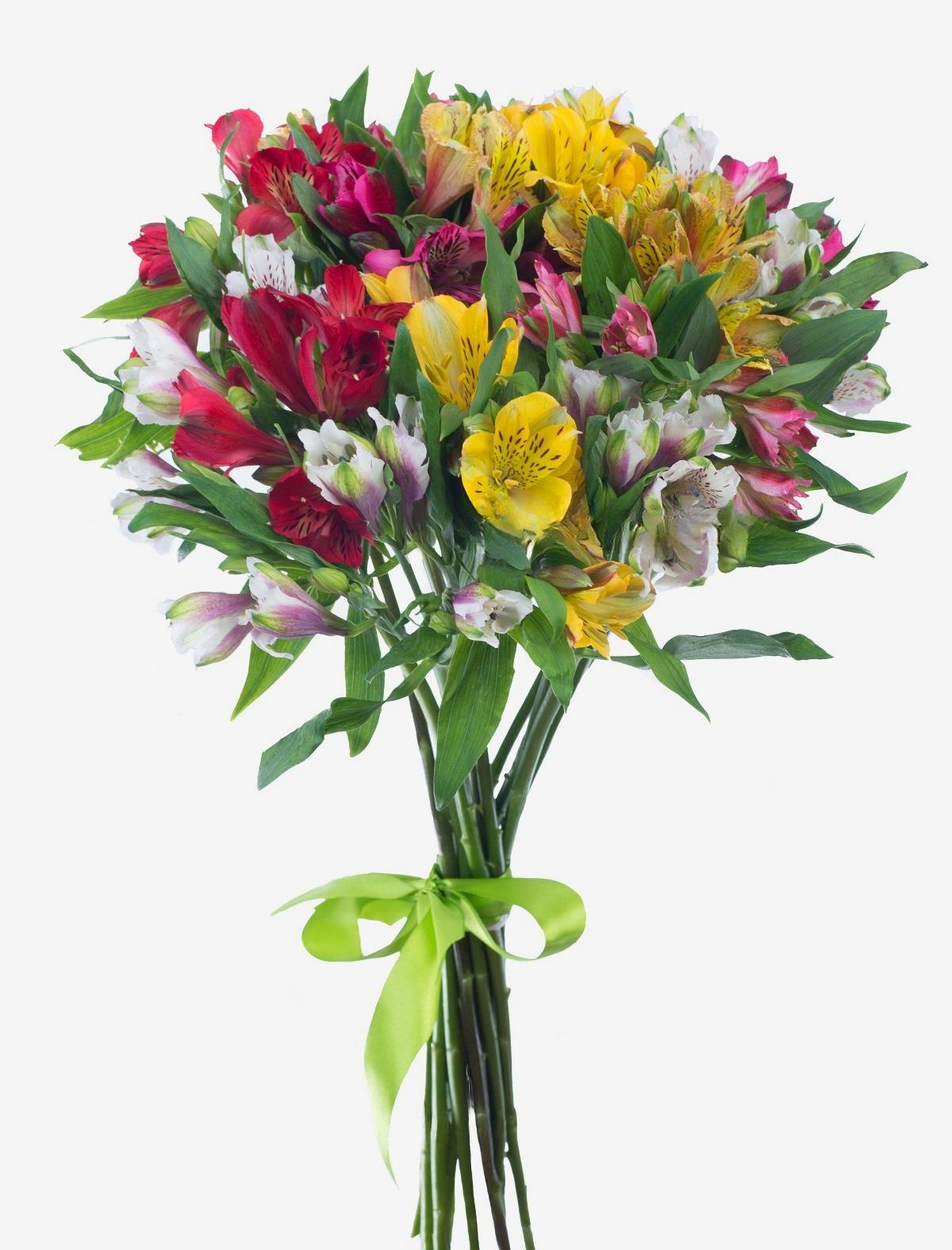 11 Alstroemeria&#039;s
