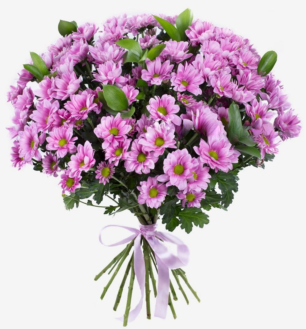 12 Roze Chrysanten