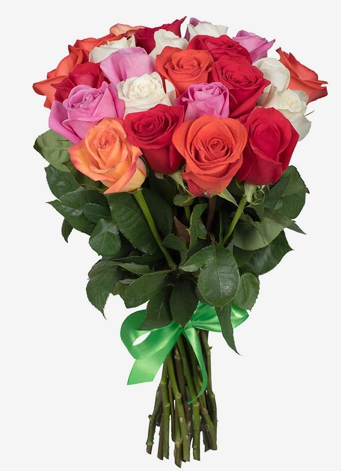 Regenboog Rozen