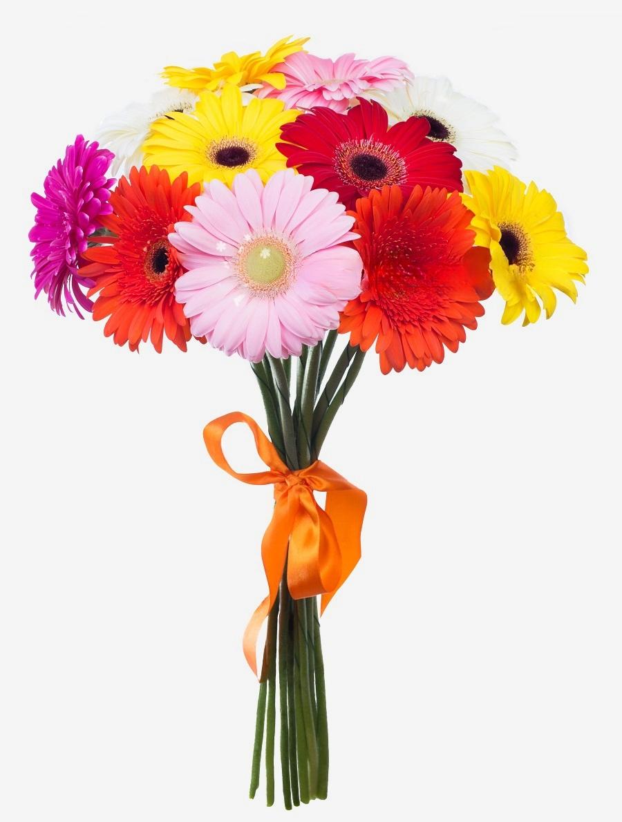 12 Gerbera&#039;s