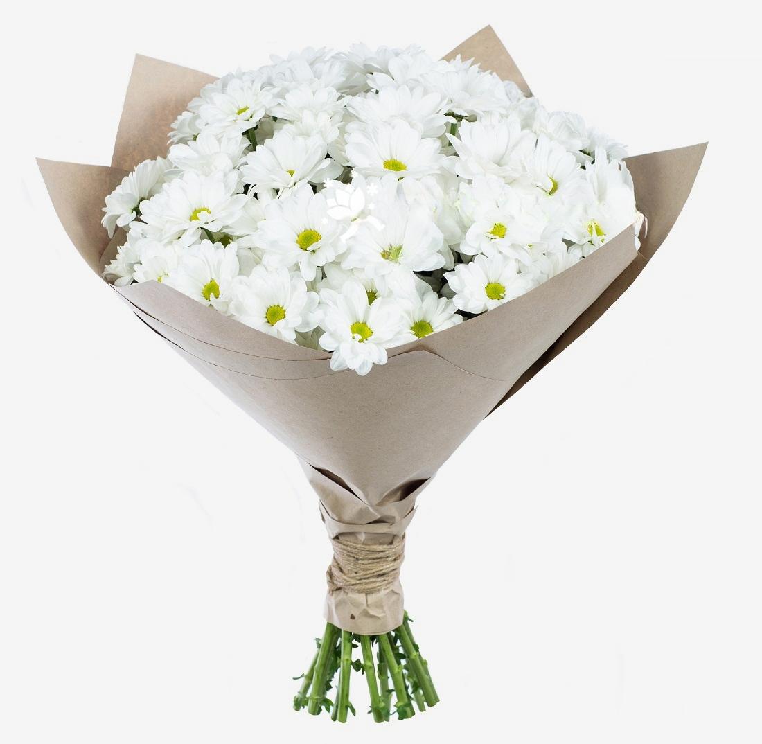 17 Witte Chrysanten